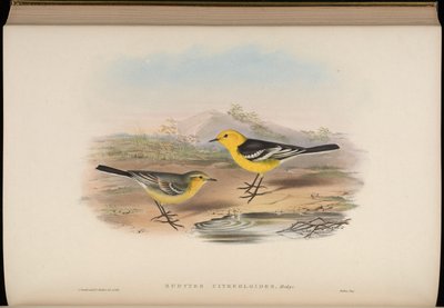 Budytes citreoloides = Motacilla citreolus citreoloides by John Gould